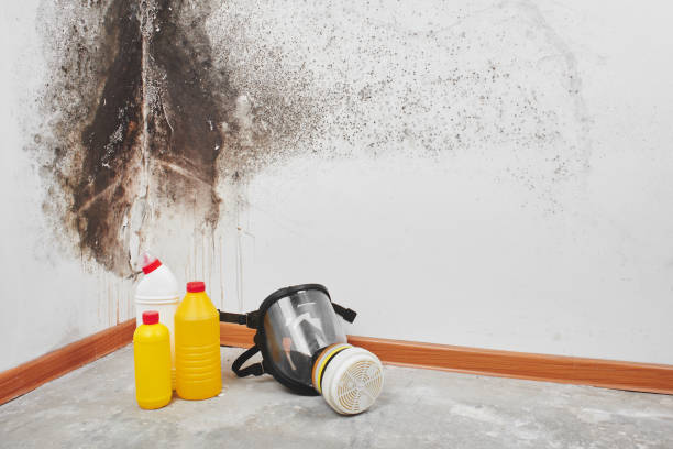Best Office Mold Removal Services  in Worland, WY