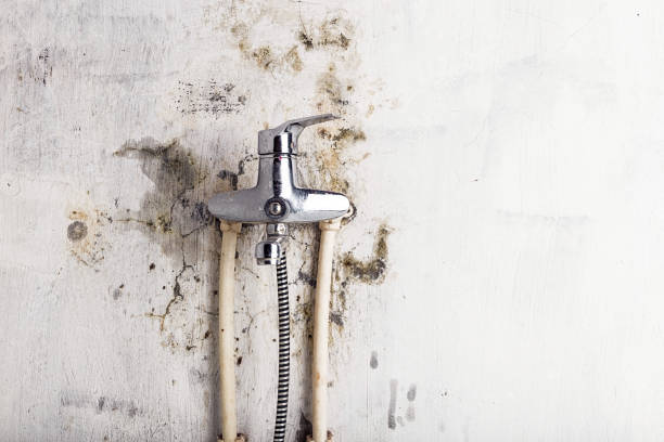 Best Mold Removal Near Me  in Worland, WY