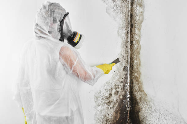 Best Fast Mold Removal  in Worland, WY