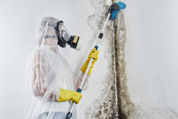 Best Mold Removal Near Me  in Worland, WY