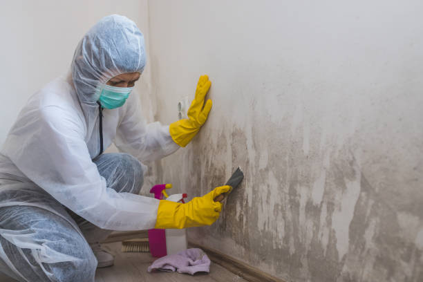Best Professional Mold Removal  in Worland, WY