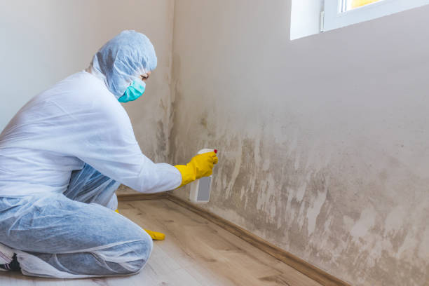 Mold Removal Process in Worland, WY