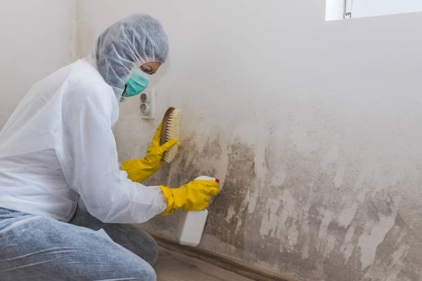 Best Mold Removal Company Near Me  in Worland, WY