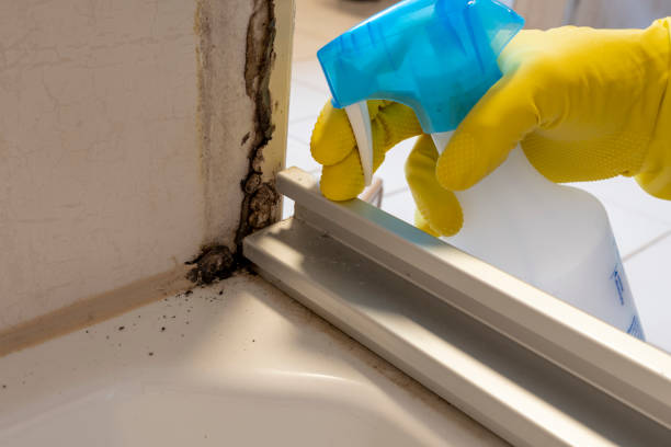 Best Mold Remediation Experts  in Worland, WY