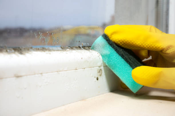 Best Toxic Mold Removal  in Worland, WY