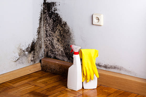 Best Mold Testing  in Worland, WY