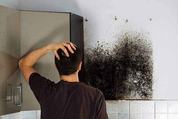 Best Toxic Mold Removal  in Worland, WY