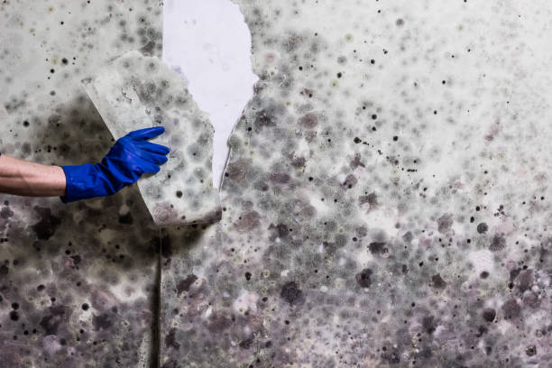Best Home Mold Removal  in Worland, WY