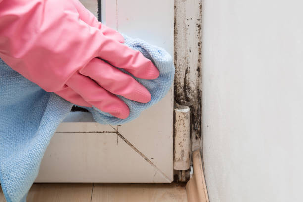Best Mold Damage Repair  in Worland, WY