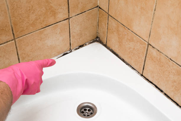 Best Best Mold Removal Companies  in Worland, WY