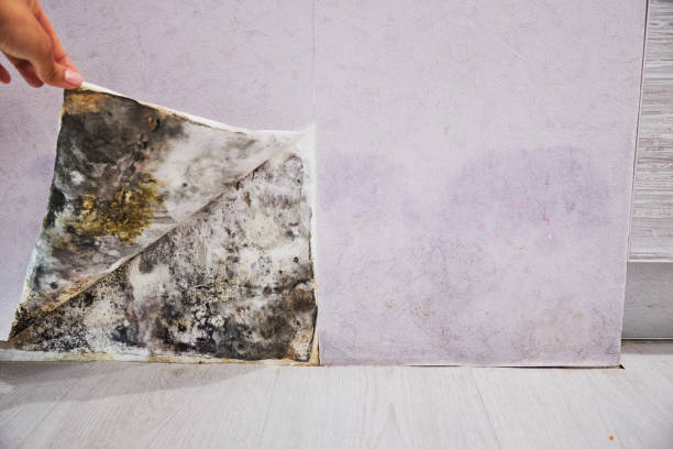 Best Certified Mold Removal  in Worland, WY